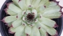Семпервивум (Sempervivum calcareum)