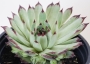 Семпервивум (Sempervivum calcareum)