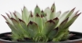 Семпервивум (Sempervivum calcareum)