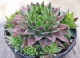 Семпервивум (Sempervivum)