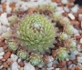 Семпервивум (Sempervivum)