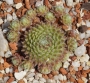 Семпервивум (Sempervivum)