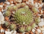 Семпервивум (Sempervivum)