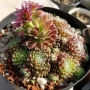 Семпервивум (Sempervivum)