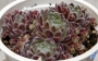 Семпервивум (Sempervivum arachnoideum)