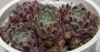 Семпервивум (Sempervivum arachnoideum)