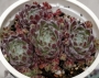 Семпервивум (Sempervivum arachnoideum)