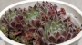 Семпервивум (Sempervivum arachnoideum)