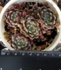 Семпервивум (Sempervivum arachnoideum)