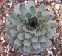 Семпервивум (Sempervivum calcareum)