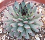 Семпервивум (Sempervivum calcareum)