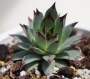 Семпервивум (Sempervivum calcareum)