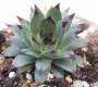 Семпервивум (Sempervivum calcareum)