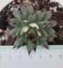 Семпервивум (Sempervivum calcareum)