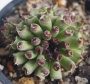 Семпервивум (Sempervivum cv. Oddity)
