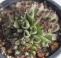 Семпервивум (Sempervivum cv. Oddity)