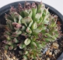 Семпервивум (Sempervivum cv. Oddity)