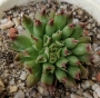 Семпервивум (Sempervivum cv. Oddity)