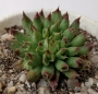 Семпервивум (Sempervivum cv. Oddity)