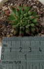 Семпервивум (Sempervivum cv. Oddity)