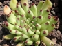 Семпервивум (Sempervivum Griggs Surprise)