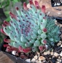 Семпервивум (Sempervivum Griggs Surprise)