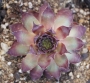 Семпервивум (Sempervivum S536 Nachtmelodie)