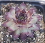 Семпервивум (Sempervivum S536 Nachtmelodie)