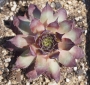 Семпервивум (Sempervivum S536 Nachtmelodie)