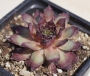 Семпервивум (Sempervivum S536 Nachtmelodie)