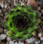 Семпервивум (Sempervivum reinhard)
