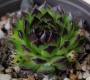 Семпервивум (Sempervivum reinhard)