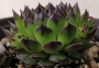 Семпервивум (Sempervivum reinhard)