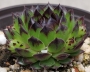 Семпервивум (Sempervivum reinhard)