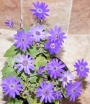 Сенецио (Senecio stellata)