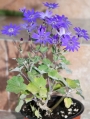 Сенецио (Senecio stellata)