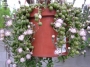 Сенецио (Senecio rowleyanus)