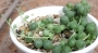Сенецио (Senecio rowleyanus)