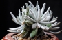 Сенецио скапосус (Senecio scaposus)