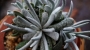Сенецио скапосус (Senecio scaposus)