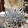 Сенецио скапосус (Senecio scaposus)