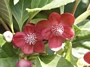 Шизандра Китайски лимонник Малка (Schisandra chinensis)