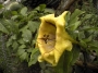 Соландра (Solandra maxima)