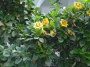 Соландра (Solandra maxima)