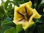 Соландра (Solandra maxima)