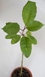 Соландра (Solandra maxima)