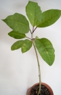 Соландра (Solandra maxima)
