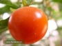Соланум (Solanum)