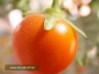 Соланум (Solanum)