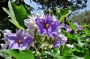 Соланум (Solanum Macranthum)